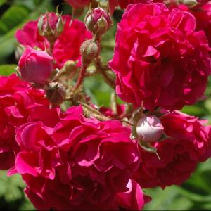 Роза "Crimson Shower"