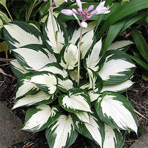 Хоста "Fire and Ice"