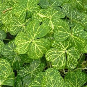 Кислица щитковидная "Variegata"