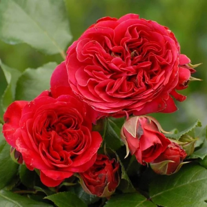 Роза "Red Leonardo da Vinci"