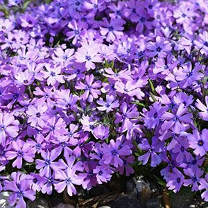 Флокс шиловидный "Spring Blue"