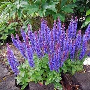 Шалфей дубравный "Sensation Compact Violet"