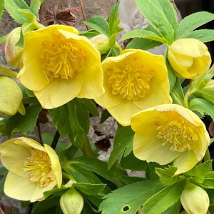 Морозник анемоновидный "Yellow"
