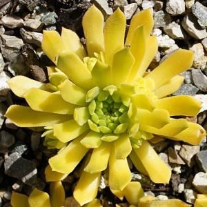 Молодило гибридное "Cmirals Yellow"