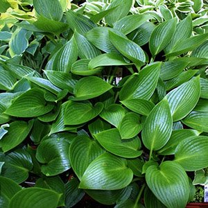 Хоста "Devon Green"