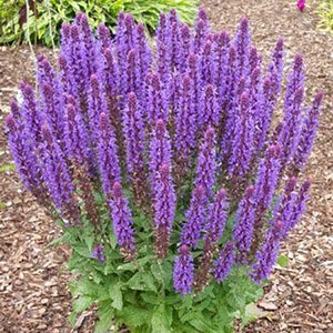 Шалфей дубравный "Sensation Medium Violet"