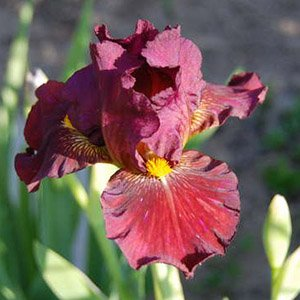 Ирис карликовый "Lady in Red"