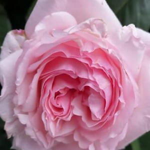 Роза "Pink o Hara"