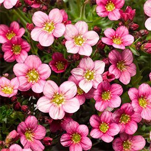 Камнеломка арендса "Carpet Pink"
