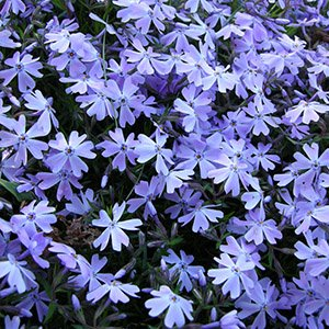 Флокс шиловидный "Spring Lavender"