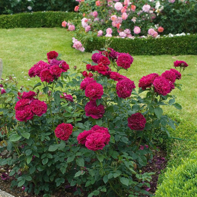 Роза "Darcey Bussell"
