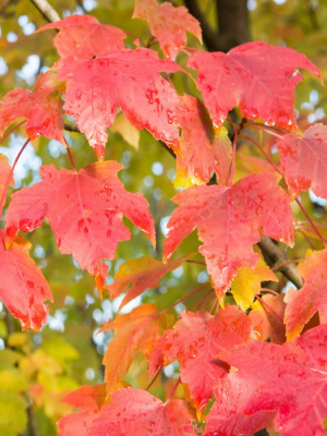 Клен красный "October Glory"