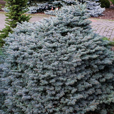 Ель колючая "Karpaten"