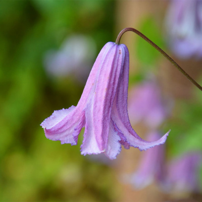Клематис "Fairy Bells"