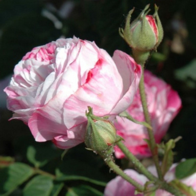 Роза "Centifolia Variegata"