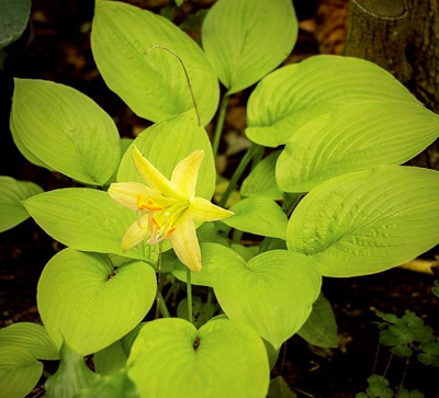Хоста "Miracle Lemony"