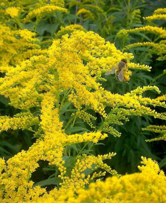 Солидаго (золотарник) гибридное "Citronella"