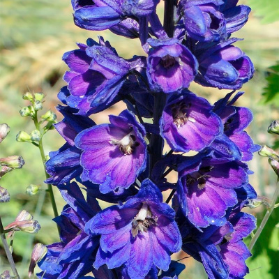 Дельфиниум "Magic Fountains Dark Blue Dark Bee"
