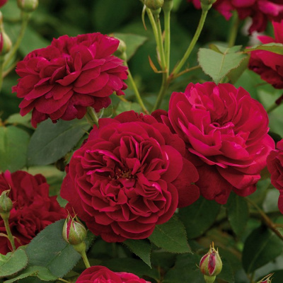 Роза "Darcey Bussell"
