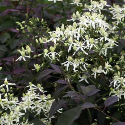 Клематис прямой "Purpurea"