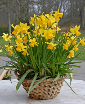 Нарцисс "Twinkling Yellow"