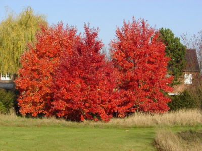 Клен красный "October Glory"