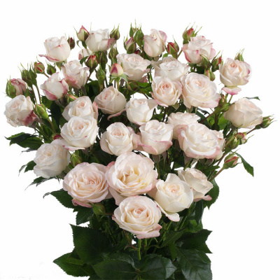 Роза "Happy Wedding"
