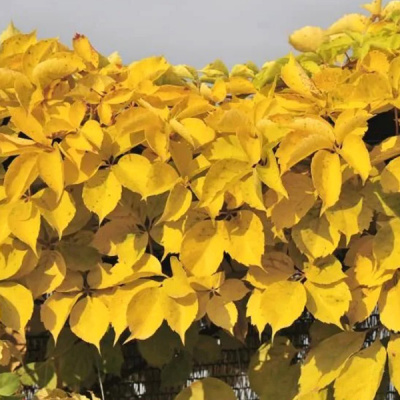 Виноград девичий "Yellow Wall"