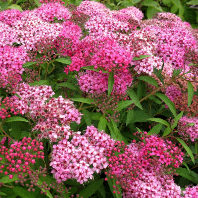 Спирея японская "Froebelii"