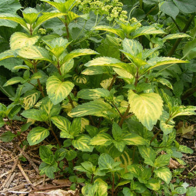 Мята имбирная (Ginger Mint)