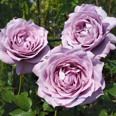 Роза "Novalis"