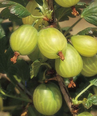 Крыжовник "Hinnomakey Green"