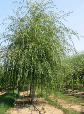 Ива белая "Pendula"