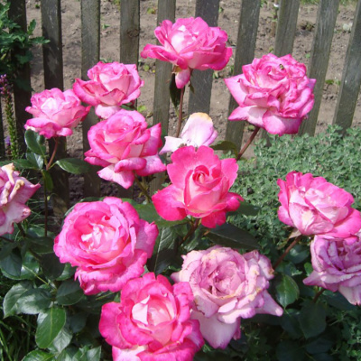 Роза "Gaujard"