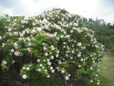 Шиповник (роза) сортовой "Ritausma"