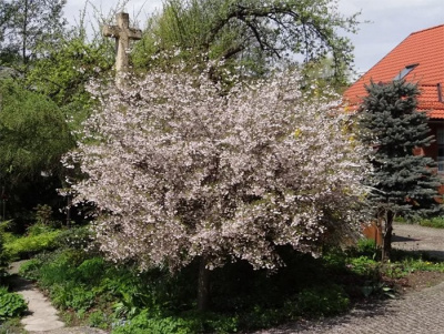 Вишня японская "Kojou-No-Mai"