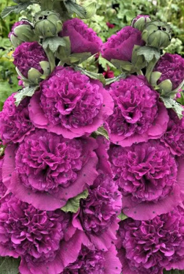 Мальва розовая "Chaters Double Violet"