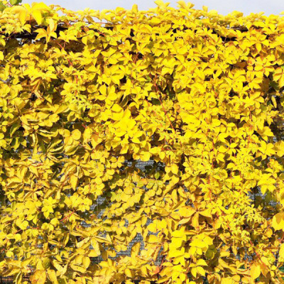 Виноград девичий "Yellow Wall"