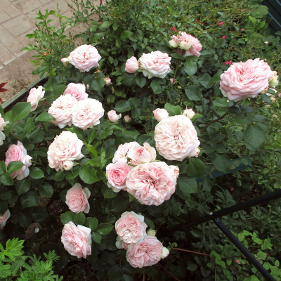 Роза "Cecil de volanges"