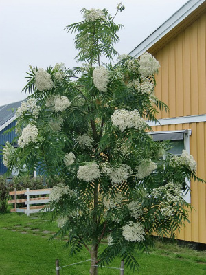 Рябина смешанная "Dodong"