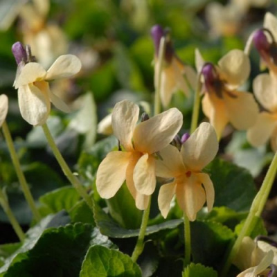 Виола (фиалка) душистая "Sulfurea"