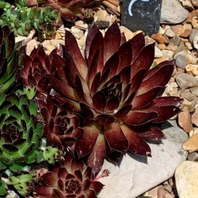 Молодило гибридное "Noir"
