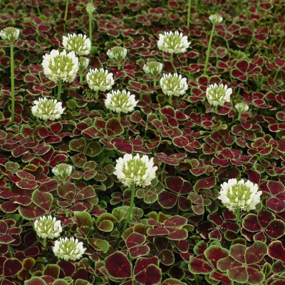 Клевер ползучий "Pentaphyllum"