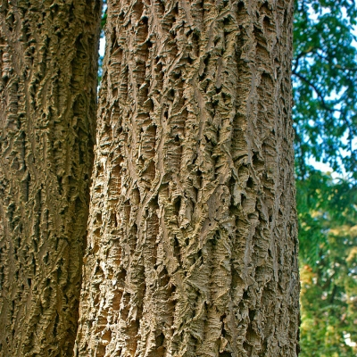 Бархат амурский