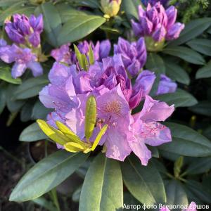 Рододендрон катевбинский "Grandiflorum"