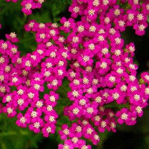 Тысячелистник обыкновенный "Cerise Queen"