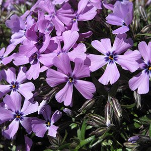 Флокс шиловидный "Early Spring Lavender"