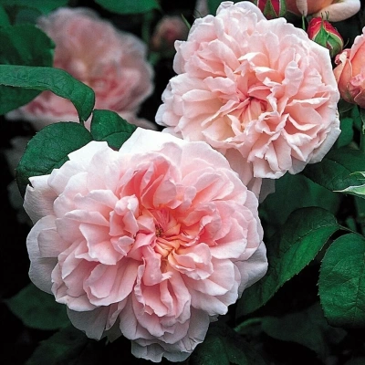 Роза "Eglantyne"