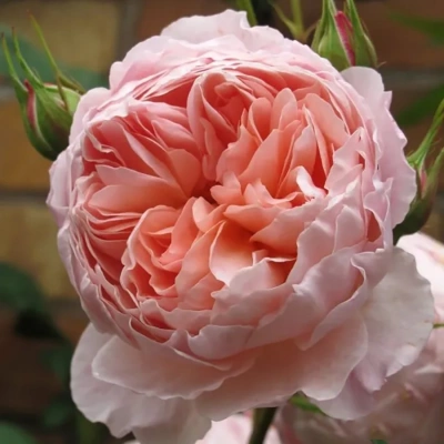 Роза "William Morris"