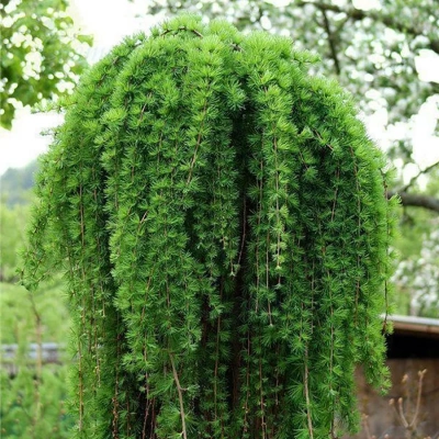 Лиственница европейская "Pendula"